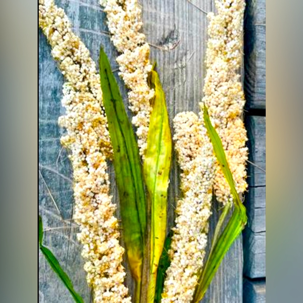 *Cream Millet Stem, 30” Bundle of 3